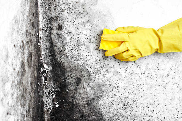 Best Commercial Mold Removal  in Langdon, ND