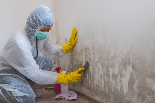 Best Fast Mold Removal  in Langdon, ND