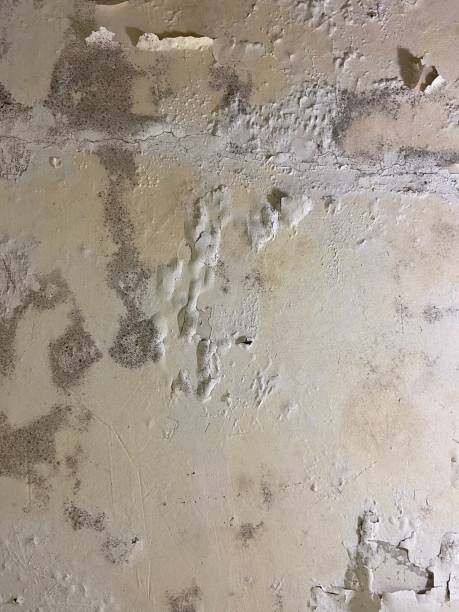 Best Mold Damage Repair  in Langdon, ND