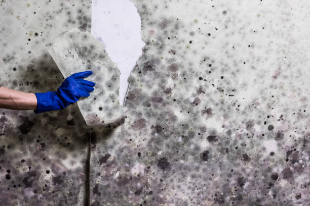 Best Mold Removal Near Me  in Langdon, ND